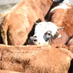 El abigeato es un delito que se registra, principalmente, en zonas rurales., La Tribuna