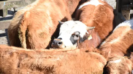Abigeato: el delito rural que amenaza la seguridad alimentaria y la salud pública