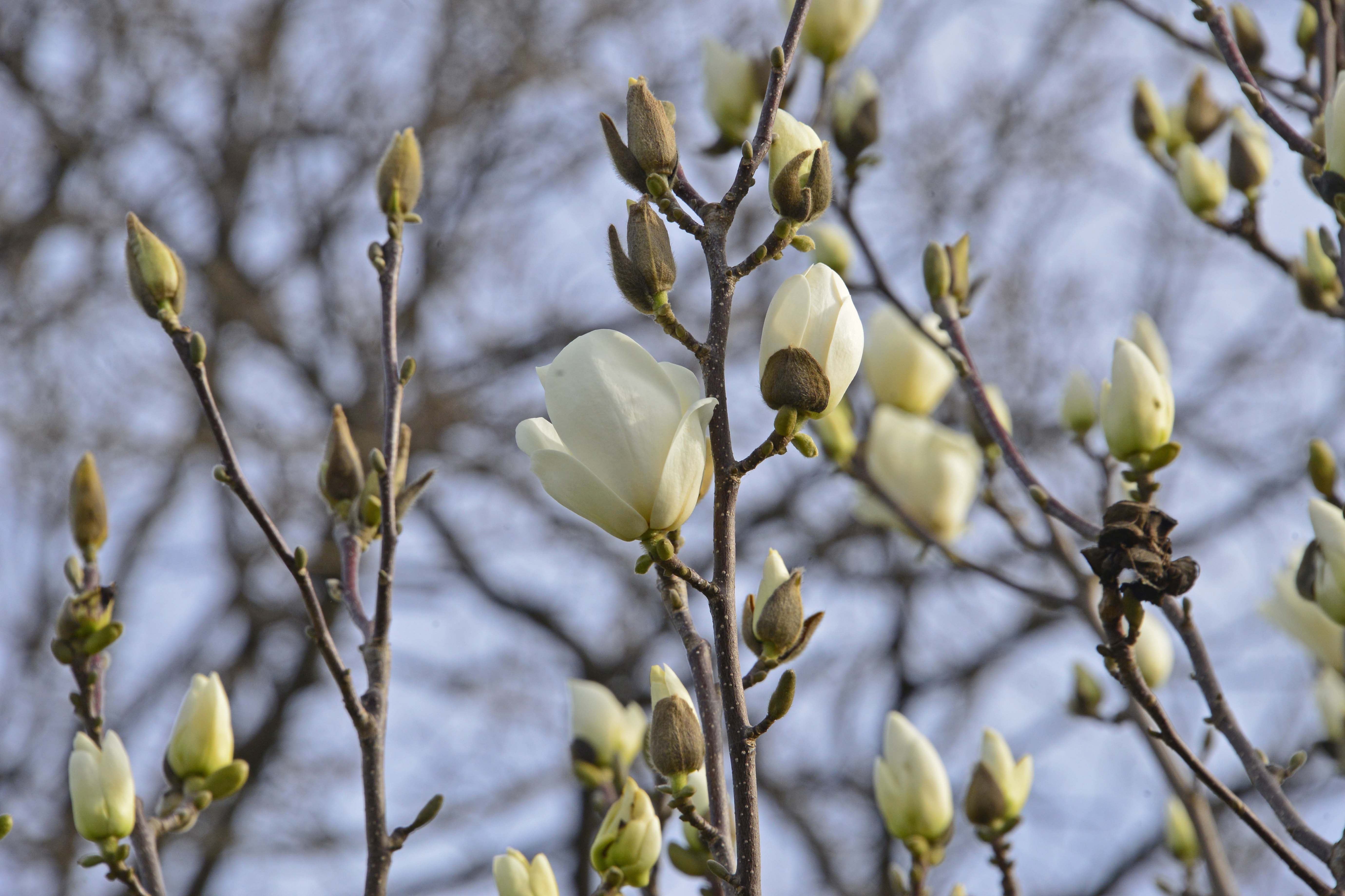 árboles en flor a cinco semanas de la primavera / Diario La Tribuna