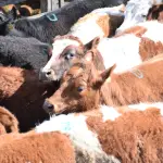 El abigeato es el robo o hurto de ganado y está penado por ley., La Tribuna