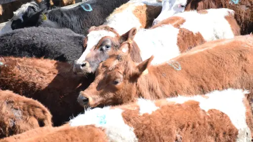 Condenan a banda que robó más de 230 animales en Ñuble, Maule y Valparaíso