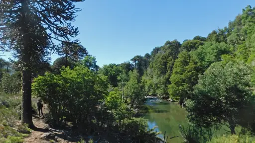 Cancelan Alerta Roja por incendio forestal en sector Caicunes de la Reserva Ralco
