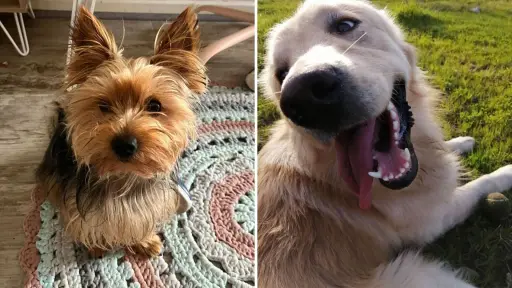 Vecina denuncia brutal ataque de perro en Los Ángeles: su mascota murió y su hija estuvo en riesgo