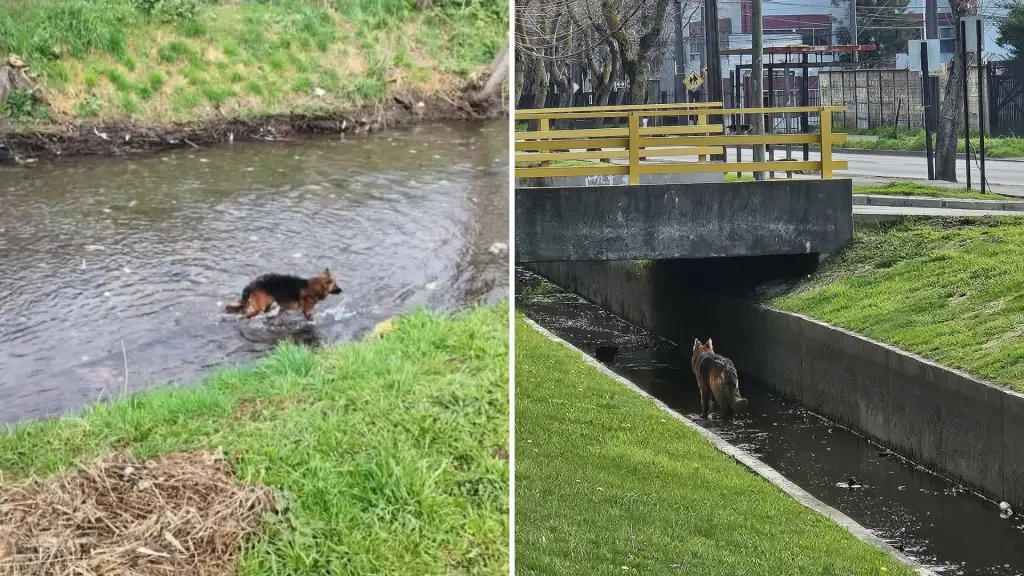 Vecinos denuncian que perrito lleva tres días atrapado en un canal en Los Ángeles , La Tribuna