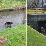 Vecinos denuncian que perrito lleva tres días atrapado en un canal en Los Ángeles , La Tribuna