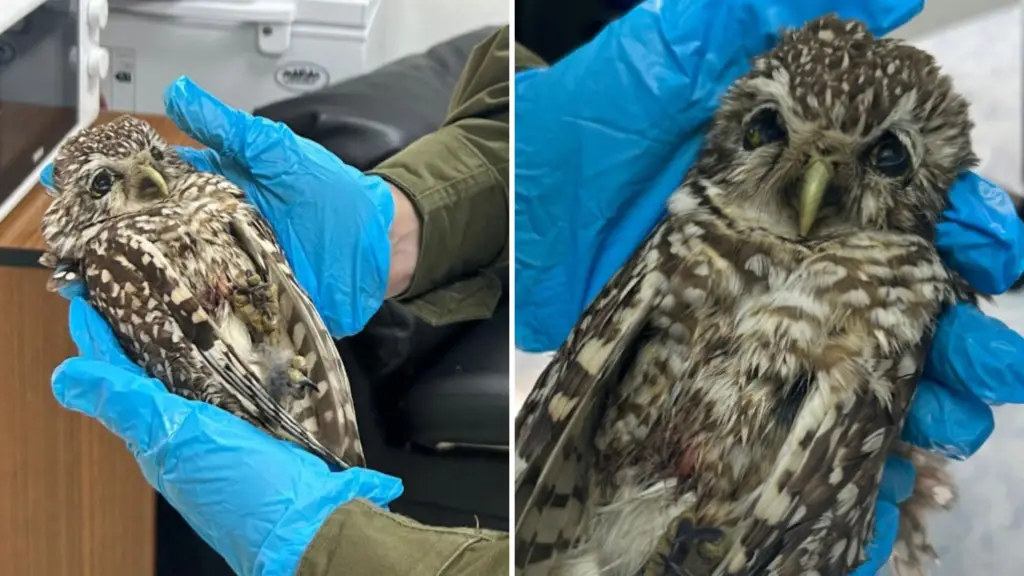 Pequén encontrado en una bolsa en Yumbel no sobrevivió: antecedentes serán remitidos a Fiscalía, Diario La Tribuna