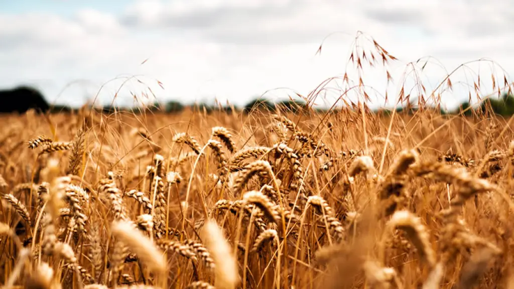 Los inversionistas a nivel mundial aún consideran que commodities agroalimentarios como los granos son muy riesgosos para poner sus activos en ellos.