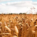 Los inversionistas a nivel mundial aún consideran que commodities agroalimentarios como los granos son muy riesgosos para poner sus activos en ellos.