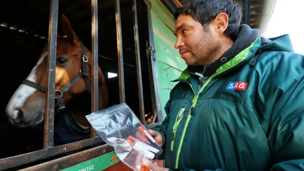 En la región del Biobío se mantienen 16 zonas de cuarentena y se ha cursado una eutanasia sanitaria a 33 animales, con el ánimo de contener la enfermedad.
