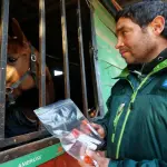 En la región del Biobío se mantienen 16 zonas de cuarentena y se ha cursado una eutanasia sanitaria a 33 animales, con el ánimo de contener la enfermedad.