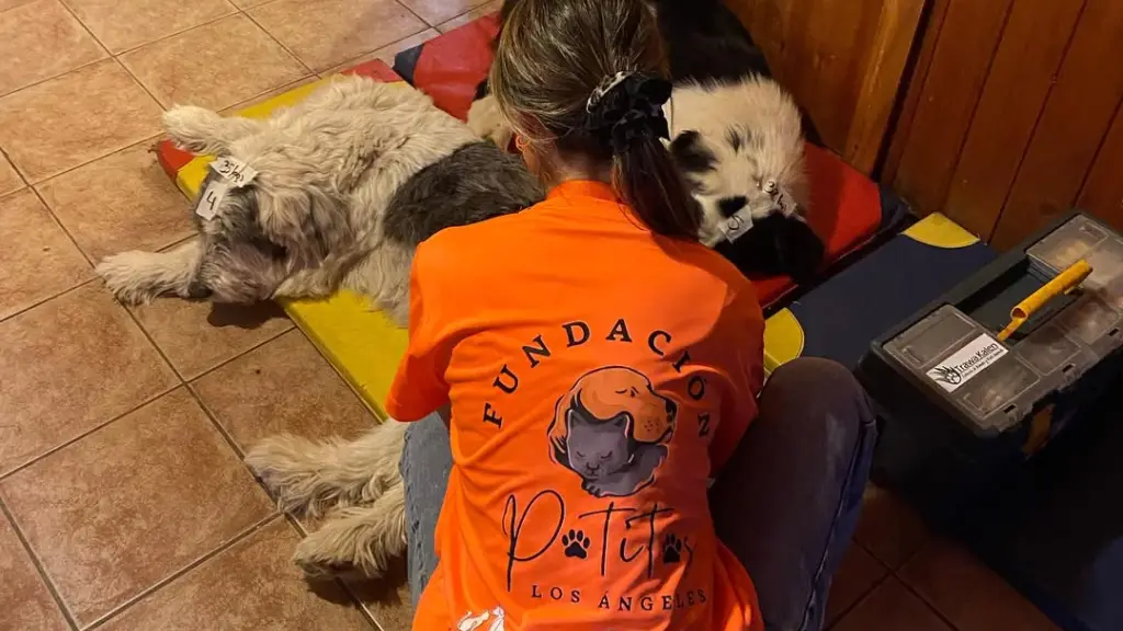 Fundación Patitas Los Ángeles, @patitas_l.a