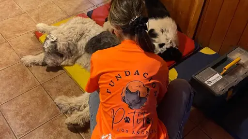 Patitas Los Ángeles: la fundación que no baja los brazos por los animales callejeros