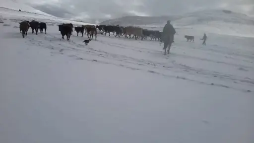 Proyecto Rutas Arrieras busca visibilizar tradición ancestral de la cordillera de Biobío