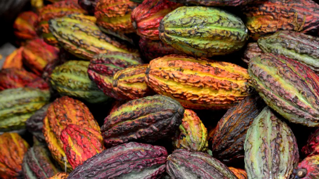 Para el director ejecutivo de ChileBIO, el caso del cacao demuestra que la edición genética puede aportar al combate de las problemáticas de seguridad alimentaria.
