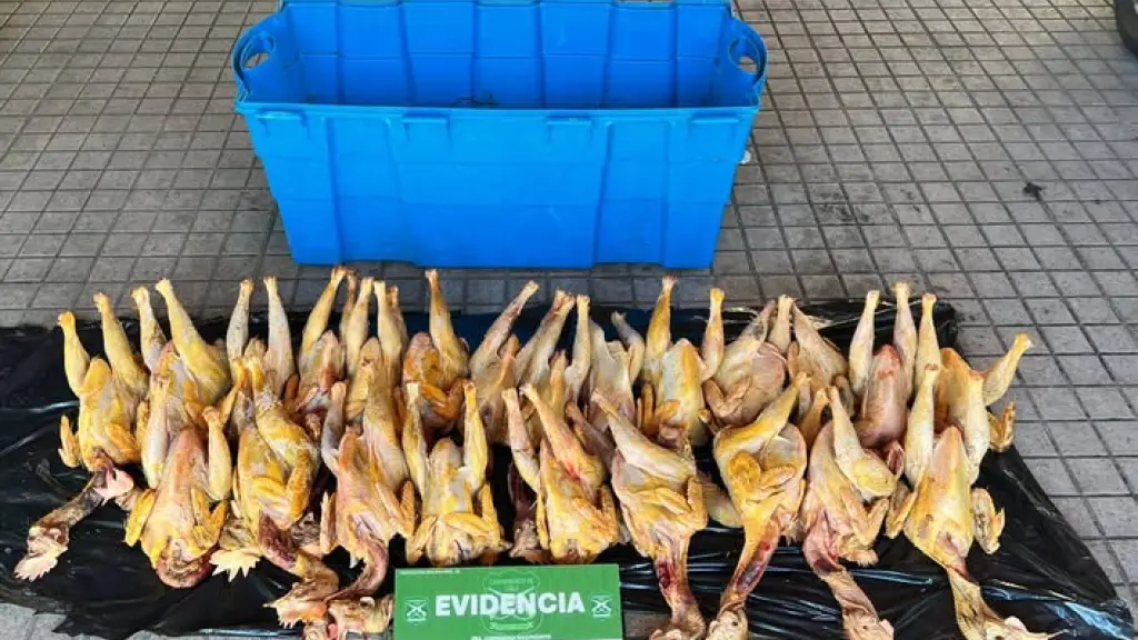 Hombre vendía a domicilio pollos faenados de manera ilegal en Nacimiento, Carabineros de Chile