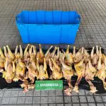 Hombre vendía a domicilio pollos faenados de manera ilegal en Nacimiento, Carabineros de Chile