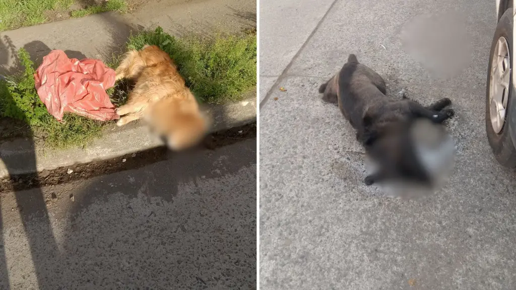 Denuncian envenenamiento masivo de perros y gatos en Yumbel, Alejandro Castillo / Facebook