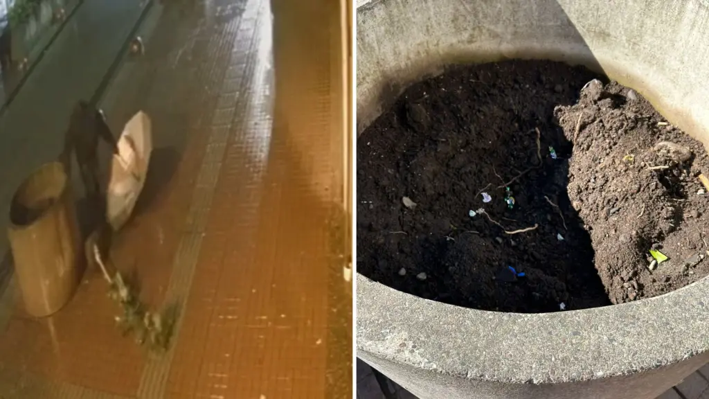 Cámaras captan insólito robo de un árbol ornamental en pleno centro de Los Ángeles, La Tribuna