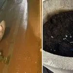 Cámaras captan insólito robo de un árbol ornamental en pleno centro de Los Ángeles, La Tribuna