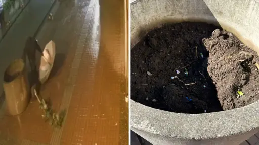 Cámaras captan robo de un árbol ornamental en pleno centro de Los Ángeles