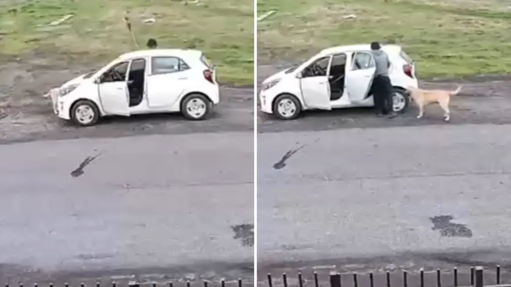 Hombre golpea a un perro con una herramienta en sector rural de Los Ángeles, La Tribuna