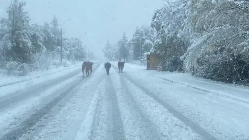 Nevadas cubren la Provincia de Biobío: Antuco y Alto Biobío se visten de blanco