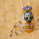 El dirigente agrícola llamó a que estamentos más allá del Ministerio de Agricultura, como los servicios de Aduanas y de Impuestos Internos, se involucren en el combate contra el ingreso de plagas a Chile.