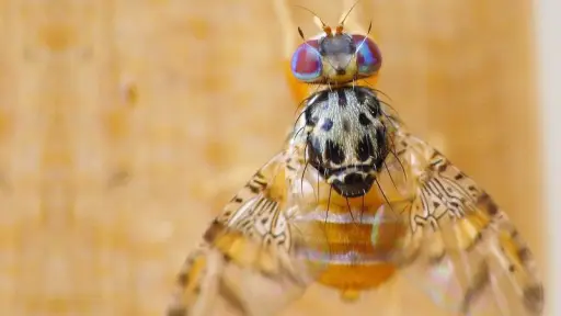 Fedefruta pide endurecer penas y aumentar fiscalizaciones ante focos de mosca de la fruta