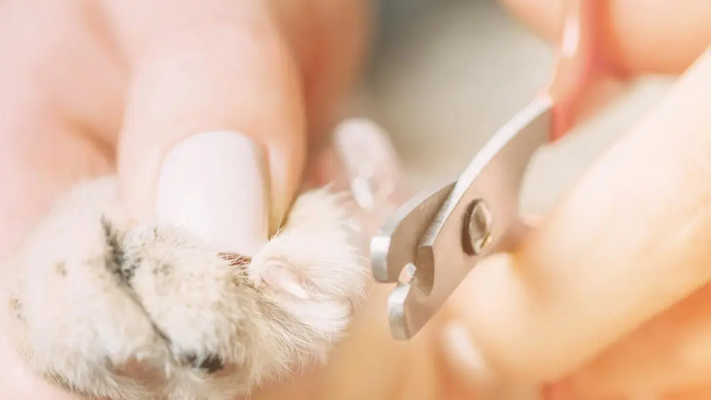 Es recomendable que el corte se haga en un momento en que el gato esté relajado o incluso somnoliento, como después de comer o jugar.