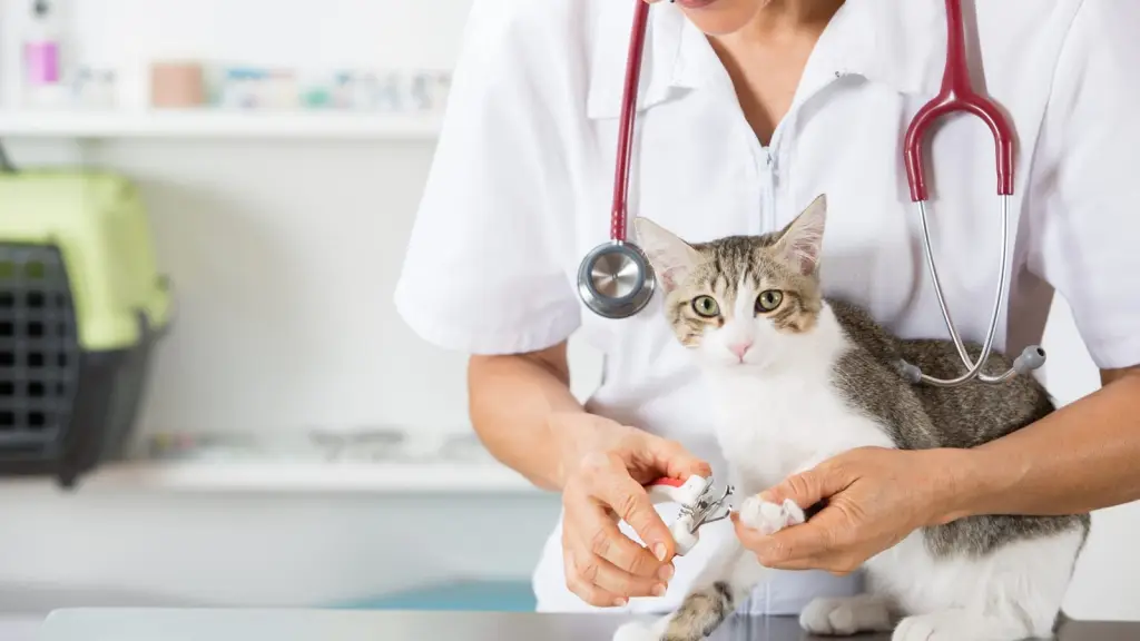 El entorno en el que vive el gato también influye en el estado de sus uñas. Gatos que tienen acceso a exteriores o superficies donde puedan rascar suelen tener un mejor desgaste natural. / Diario La Tribuna