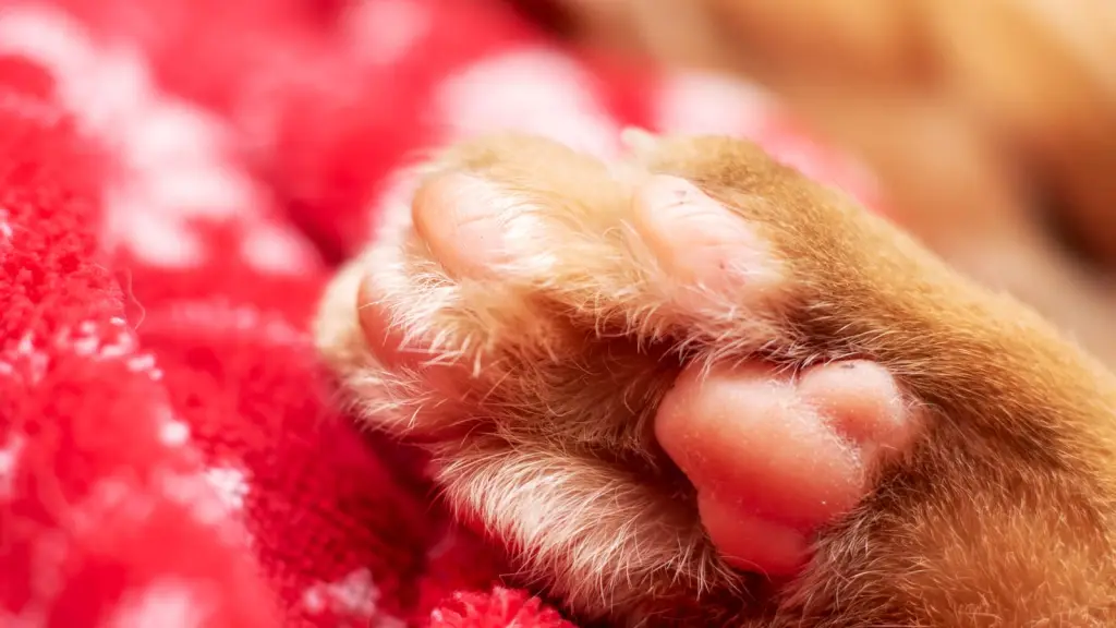 Si tu gato se resiste mucho, divide la tarea en varias sesiones cortas, cortando solo unas pocas uñas cada vez. Respetar el ritmo del animal es fundamental para evitar frustraciones. / Diario La Tribuna