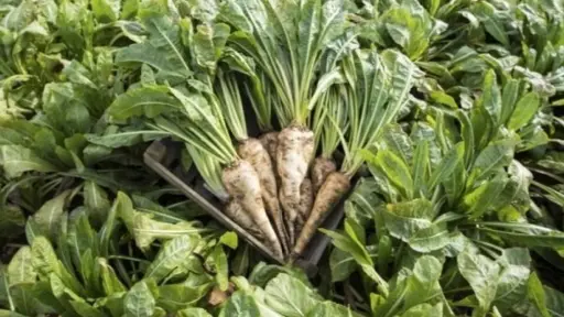 Chile elevó calidad de la achicoria industrial tras una de las mejores campañas en su historia