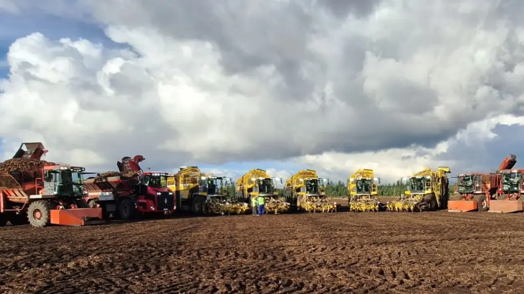 Beneo Orafti renovó sus cosechadores y adquirió una limpiadora Spudnik para esta temporada, por lo que el desafío es sacarles un mejor provecho durante la siguiente. / Beneo Orafti