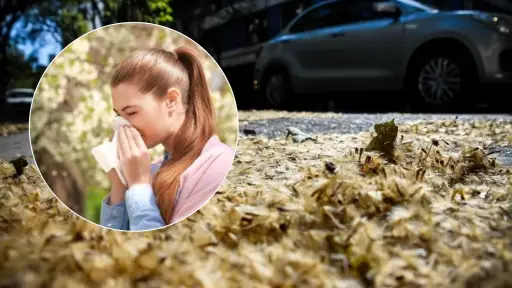 Estornudos antes de tiempo: alergias estacionales se adelantaron en Los Ángeles