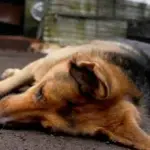 Denuncian muertes por \'envenenamiento\' de más de 30 mascotas en sectores de Los Ángeles y Yumbel, Diario La Tribuna