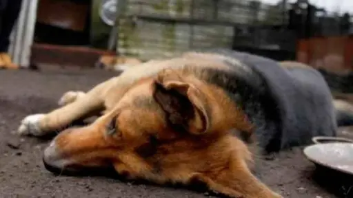 Denuncian muertes por envenenamiento de más de 30 mascotas en sectores de Los Ángeles y Yumbel