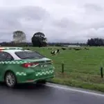 El representante gremial detalló que los productos procesados o elaborados, como empanadas y otros, son aquellos en los que existe mayor riesgo de venta de carne de origen desconocido.