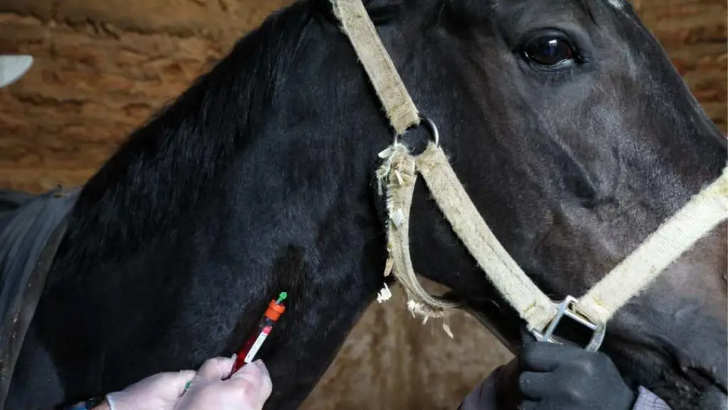 Durante Fiestas Patrias aumenta considerablemente el uso de caballos en actividades propias de las celebraciones del 18 de septiembre, por lo que cobra relevancia recordar mantenerlos seguros.