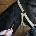 Durante Fiestas Patrias aumenta considerablemente el uso de caballos en actividades propias de las celebraciones del 18 de septiembre, por lo que cobra relevancia recordar mantenerlos seguros.