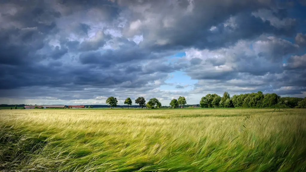 grano, cereales, campo, árboles, cosecha, el verano, campo de trigo, paisaje, planta, nubes, adelante, viento, el viento franja, naturaleza, verde, medio ambiente, viento, viento, viento, viento, viento, Pixabay