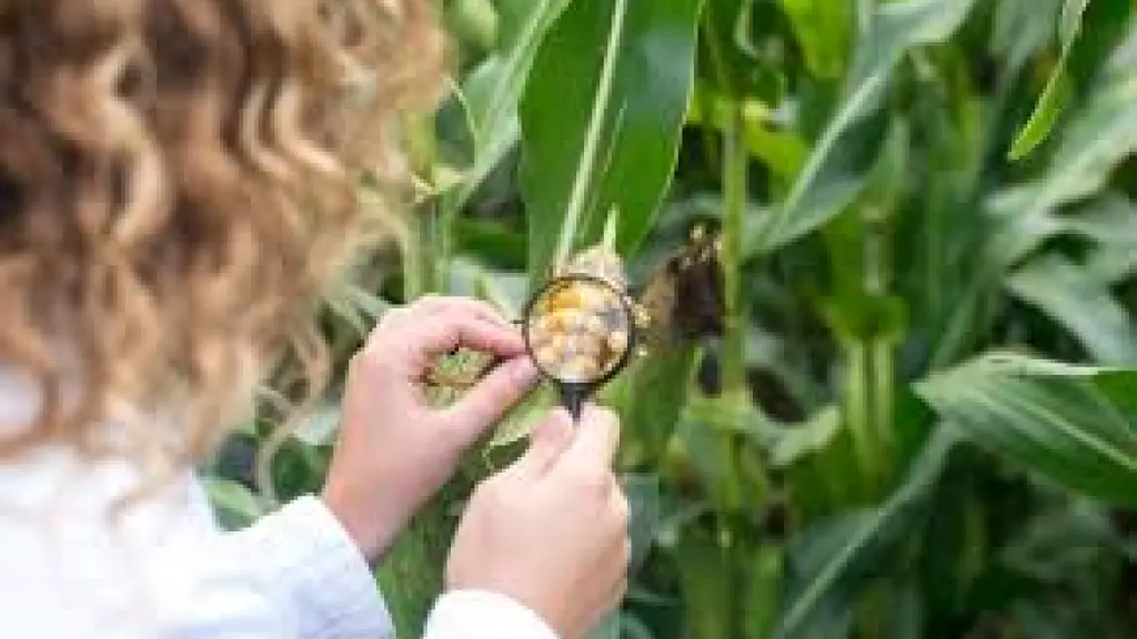 La investigación y el desarrollo de nuevas variedades vegetales posicionan al país como un referente global en la producción de semillas y la innovación agrícola.