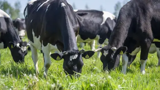 Producción lechera muestra signos de recuperación, aunque precios siguen estancados