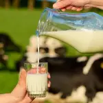 El volumen de recepción de leche a nivel regional pasó de 16,9 millones a 28,4 millones de litros durante esta temporada, lo que equivale a 11,5 millones de litros adicionales.