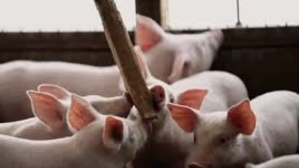 Según informaron desde ChileCarne, uno de los mayores desafíos que enfrenta la producción porcina en Chile es el exceso de permisos y el rechazo de proyectos productivos, principalmente en el Sistema de Evaluación de Impacto Ambiental.