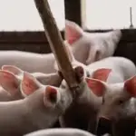 Según informaron desde ChileCarne, uno de los mayores desafíos que enfrenta la producción porcina en Chile es el exceso de permisos y el rechazo de proyectos productivos, principalmente en el Sistema de Evaluación de Impacto Ambiental.