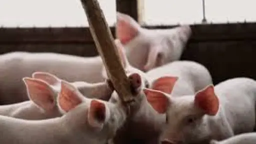 Sector porcino destaca su posicionamiento mundial pero alerta sobre los efectos negativos de la permisología