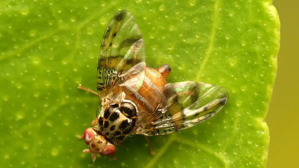 Según explicó Alberto Niño de Zepeda, el Seguro Catastrófico para Mosca de la Fruta beneficia a productores de hasta 50 hectáreas con un subsidio del 100%, mientras que los seguros individuales son subsidiados y cubren riesgos climáticos como sequías, heladas o lluvias excesivas.
