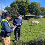 Campaña Fiestas Patrias en Laja., Municipalidad de Laja