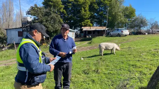 Intensifican fiscalización a comercio cárnico para prevenir abigeato y proteger a consumidores en Laja