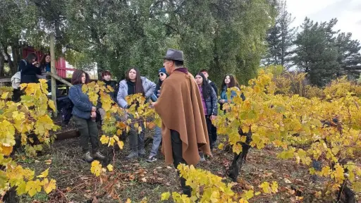 Viñateros del Biobío invitan a vivir Fiestas Patrias con degustaciones y tours por sus viñedos
